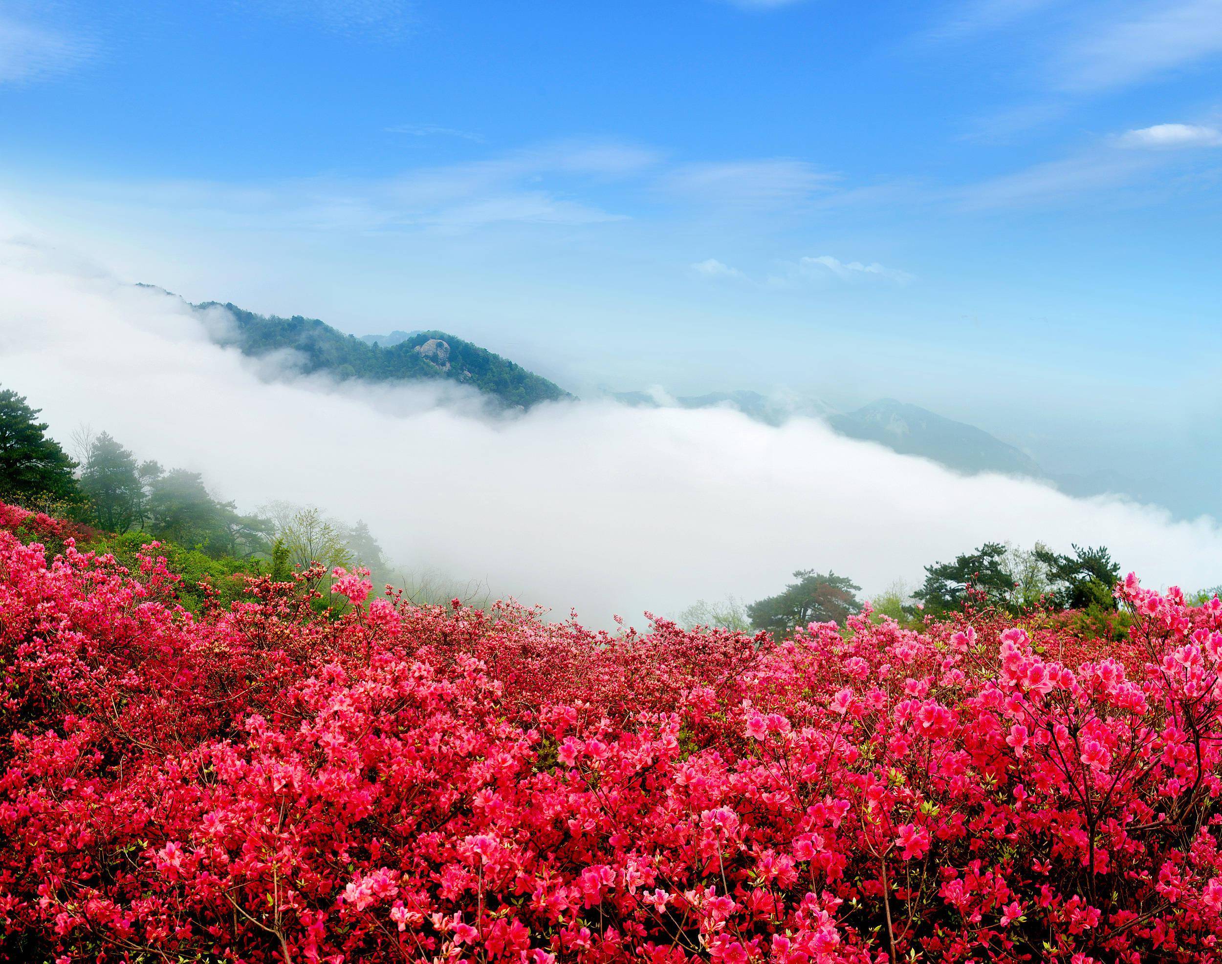 杜鹃花唯美古诗大全（十五首描写杜鹃花的诗词）