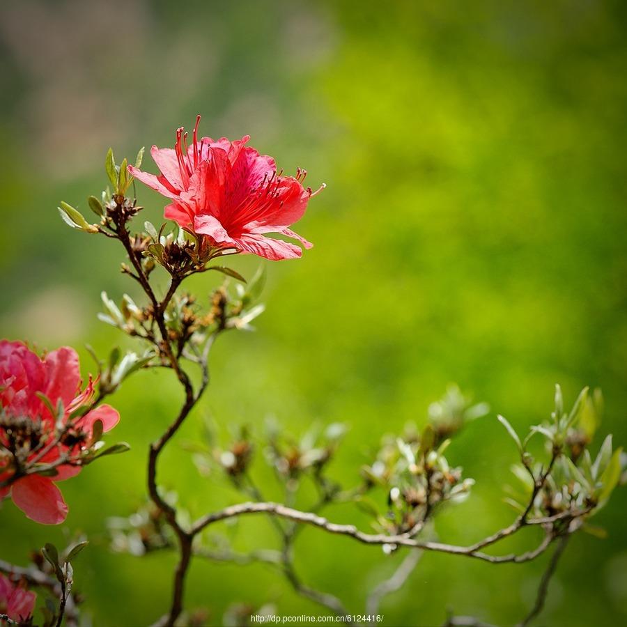 杜鹃花唯美古诗大全（十五首描写杜鹃花的诗词）