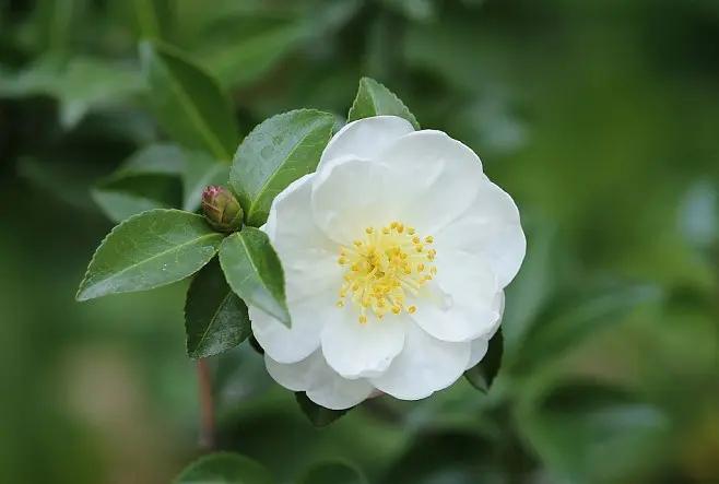 山茶花唯美古诗大全（十二首唯美的山茶花诗词）