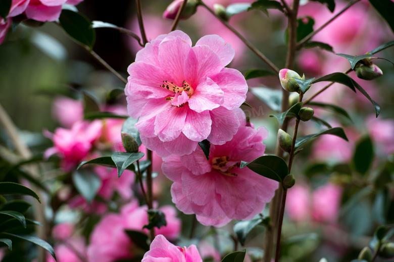 山茶花唯美古诗大全（十二首唯美的山茶花诗词）