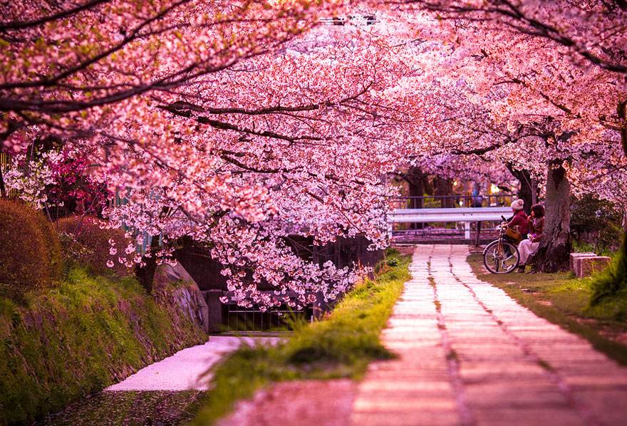 樱花红陌上，柳叶绿池边（十二首唯美的樱花诗词）