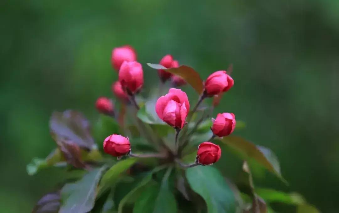 偷来梨蕊三分白，借得梅花一缕魂（二十首海棠的诗词）