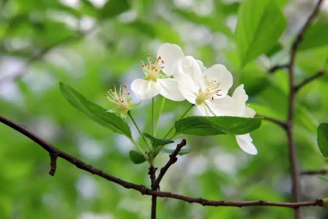 偷来梨蕊三分白，借得梅花一缕魂（二十首海棠的诗词）