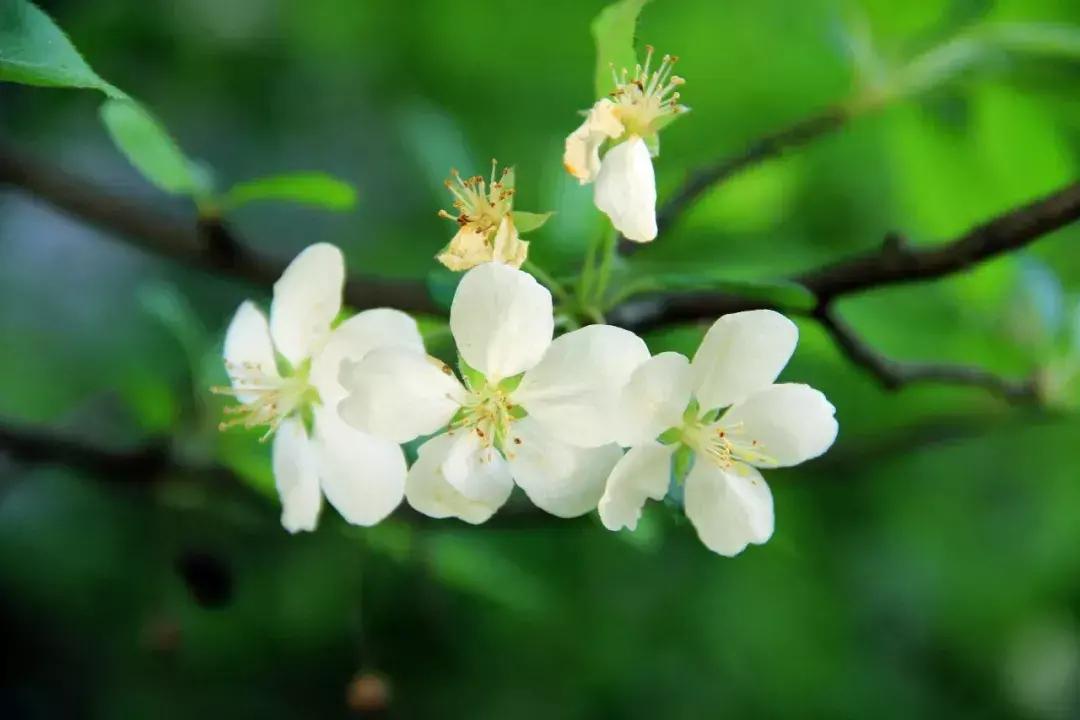 偷来梨蕊三分白，借得梅花一缕魂（二十首海棠的诗词）