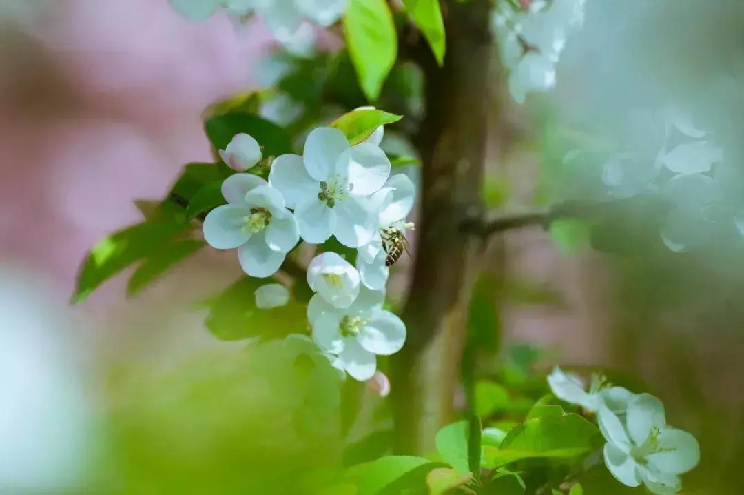 偷来梨蕊三分白，借得梅花一缕魂（二十首海棠的诗词）