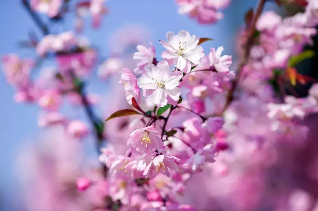 偷来梨蕊三分白，借得梅花一缕魂（二十首海棠的诗词）