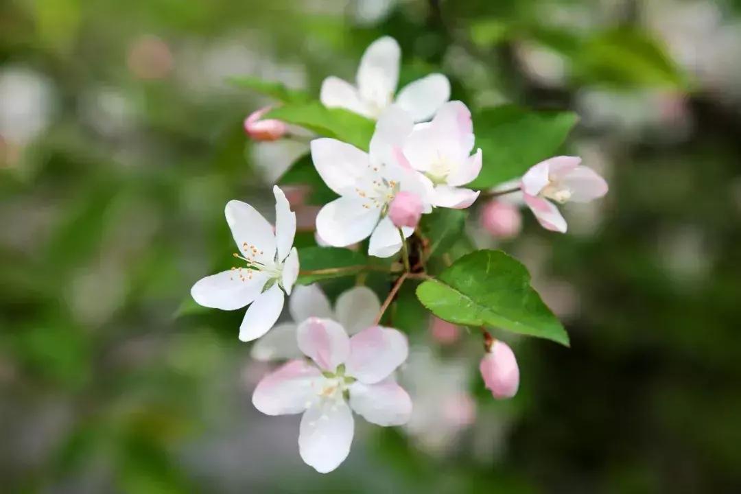 偷来梨蕊三分白，借得梅花一缕魂（二十首海棠的诗词）