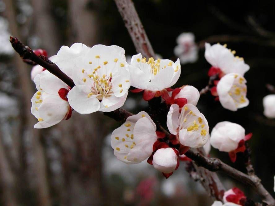 春风拂面，杏花疏影（二十首杏花的诗词）