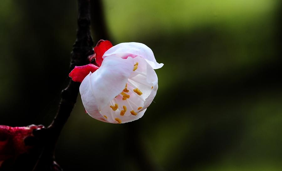 春风拂面，杏花疏影（二十首杏花的诗词）