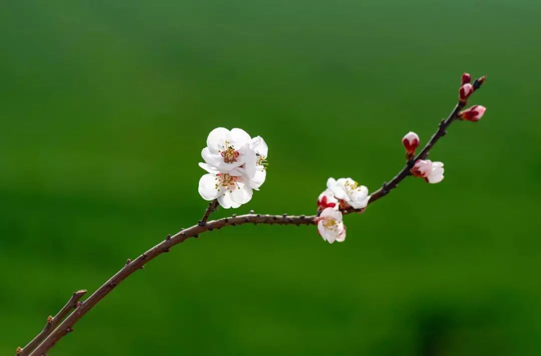 春风拂面，杏花疏影（二十首杏花的诗词）