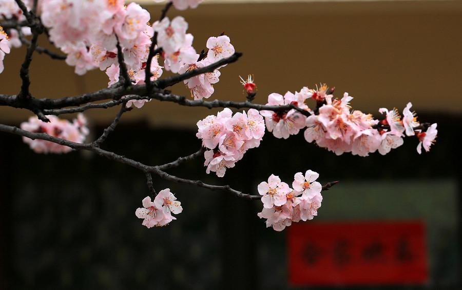 春风拂面，杏花疏影（二十首杏花的诗词）