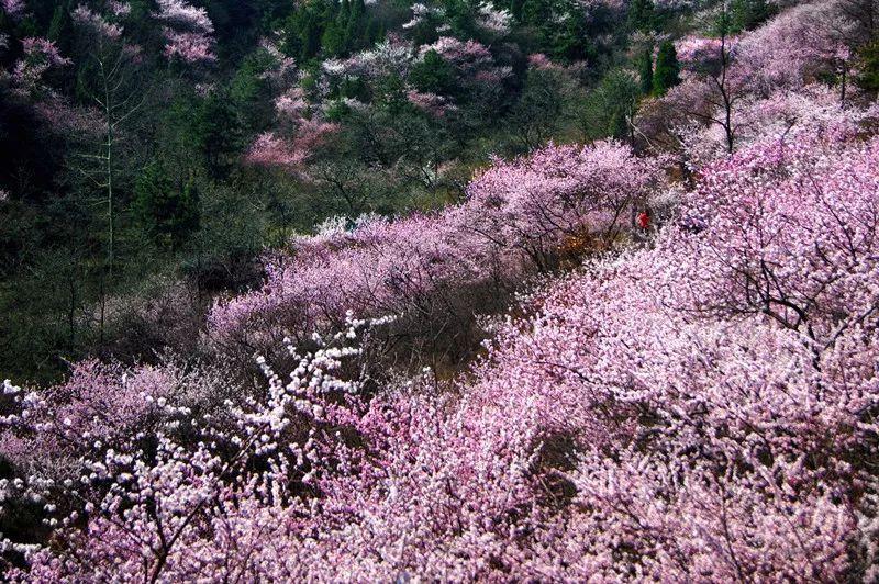 山桃红花满上头，蜀江春水拍山流（关于山桃花的十二首诗词）