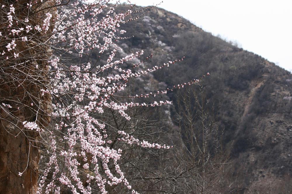 山桃红花满上头，蜀江春水拍山流（关于山桃花的十二首诗词）