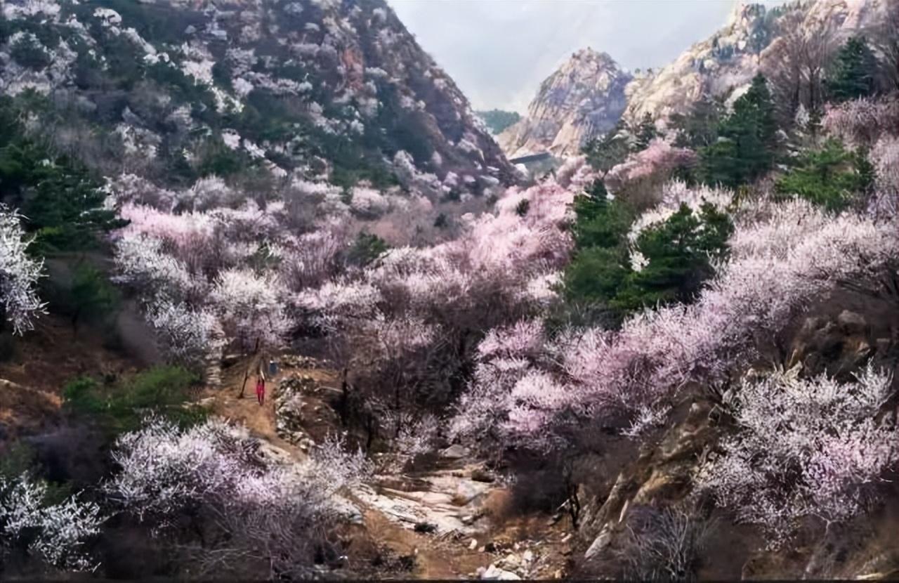 山桃红花满上头，蜀江春水拍山流（关于山桃花的十二首诗词）