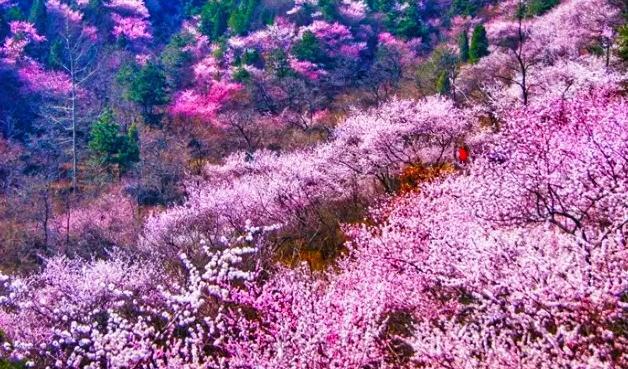 山桃红花满上头，蜀江春水拍山流（关于山桃花的十二首诗词）