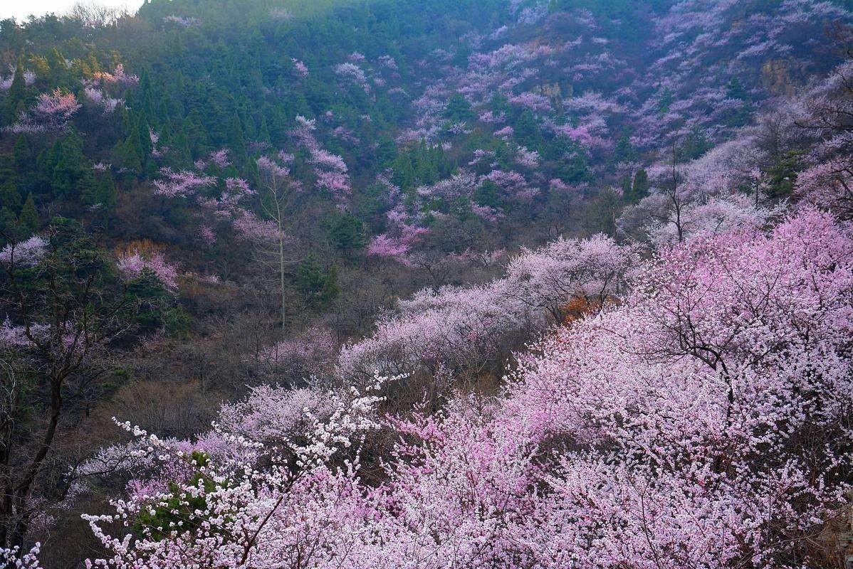 山桃红花满上头，蜀江春水拍山流（关于山桃花的十二首诗词）