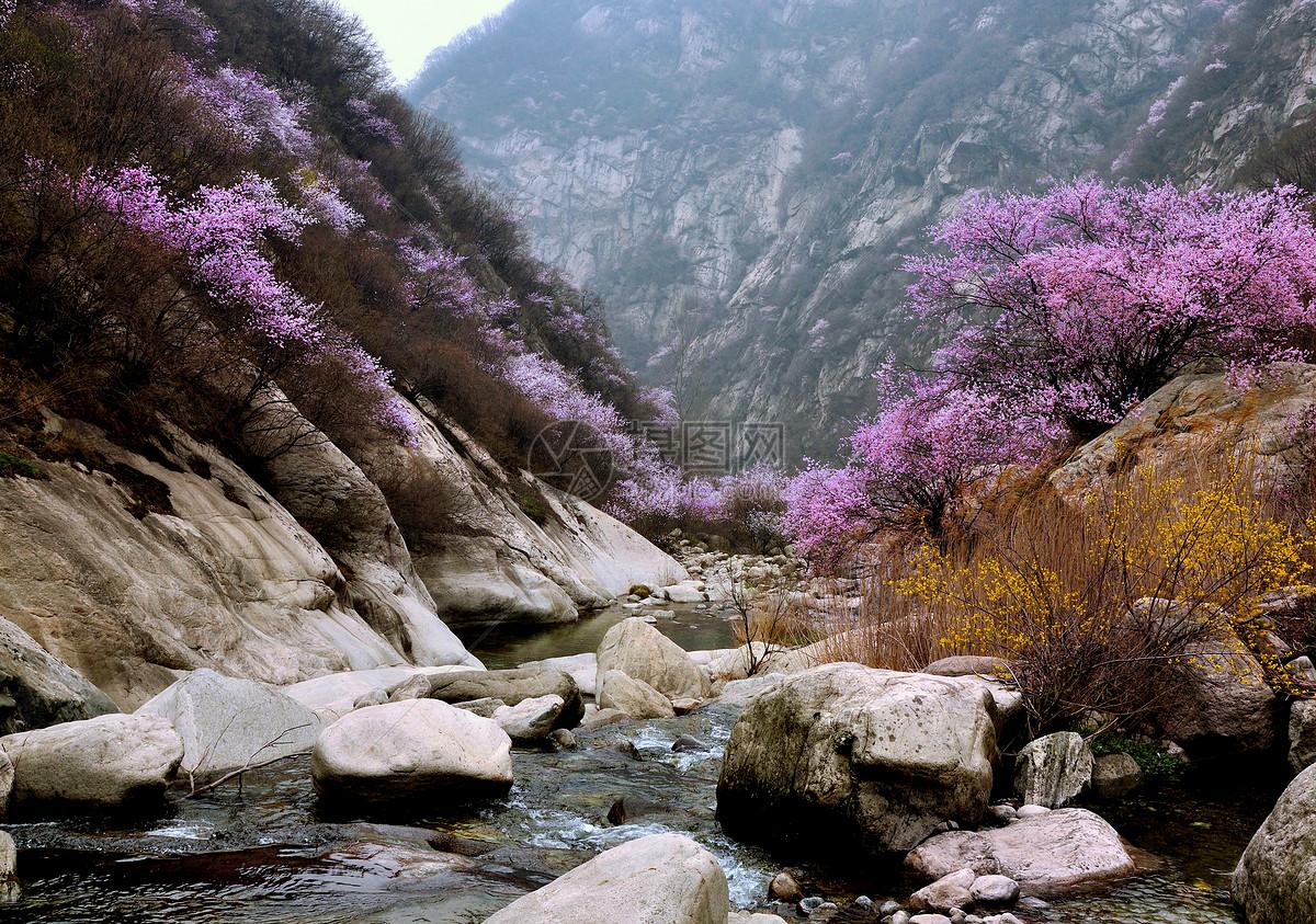 山桃红花满上头，蜀江春水拍山流（关于山桃花的十二首诗词）