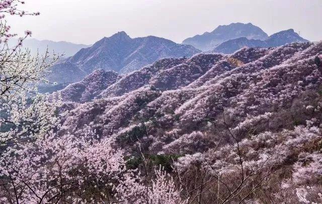 山桃红花满上头，蜀江春水拍山流（关于山桃花的十二首诗词）