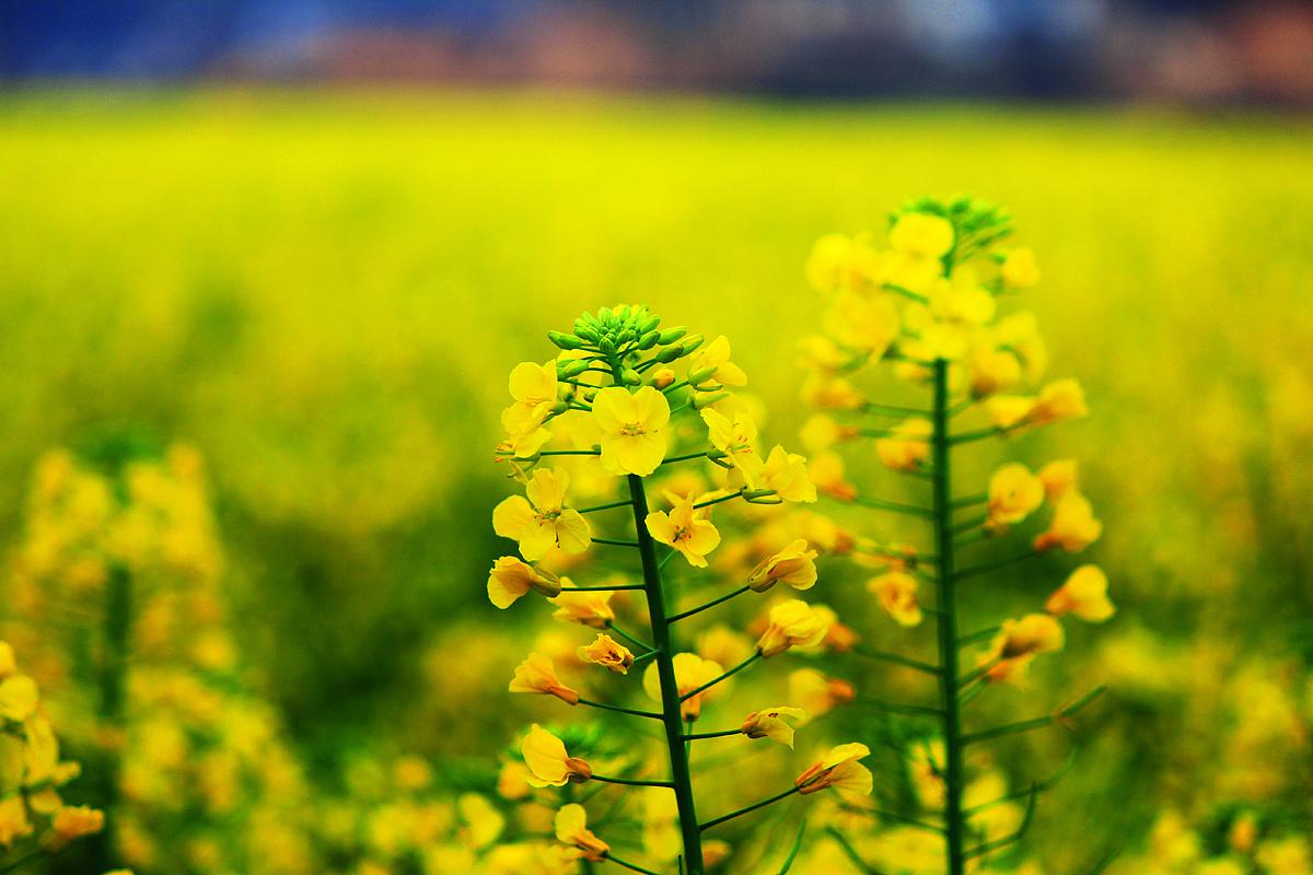 油菜花经典诗词大全（十五首唯美的油菜花诗词）