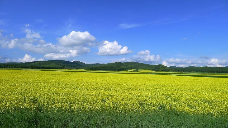 油菜花经典诗词大全（十五首唯美的油菜花诗词）