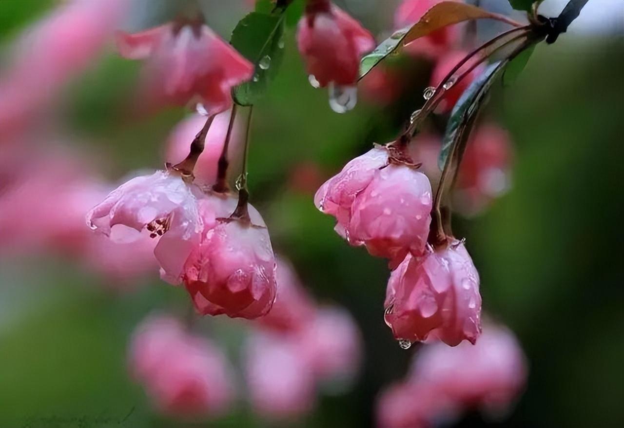 草长莺飞，微雨海棠（十首关于二月的诗词）