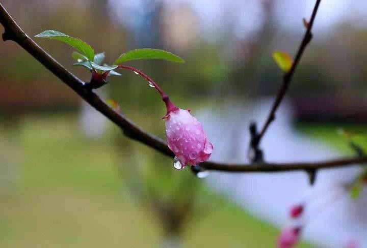 草长莺飞，微雨海棠（十首关于二月的诗词）