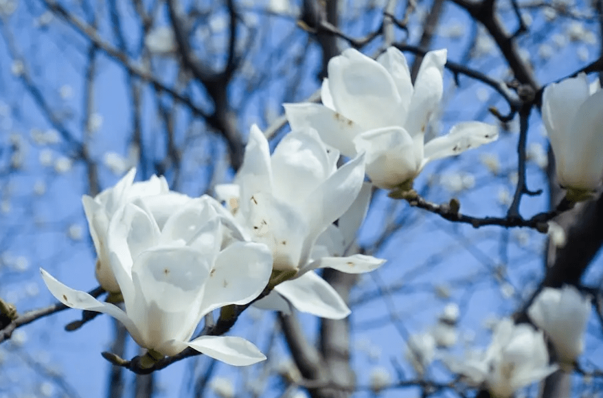 玉兰花经典诗词有哪些（十五首关于玉兰花的唯美诗词）