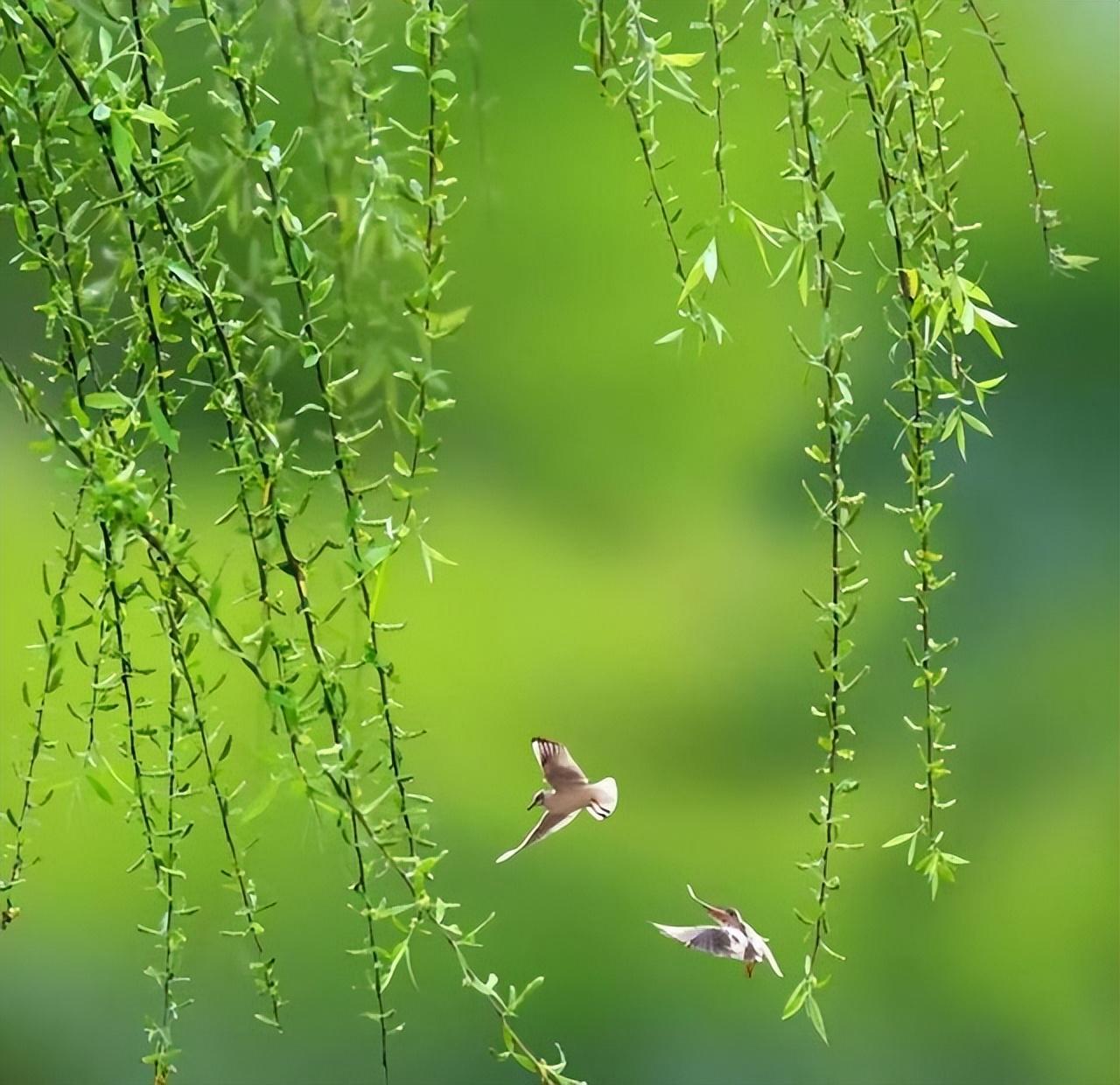 春柳经典诗词大全（十五首关于春柳的诗词）