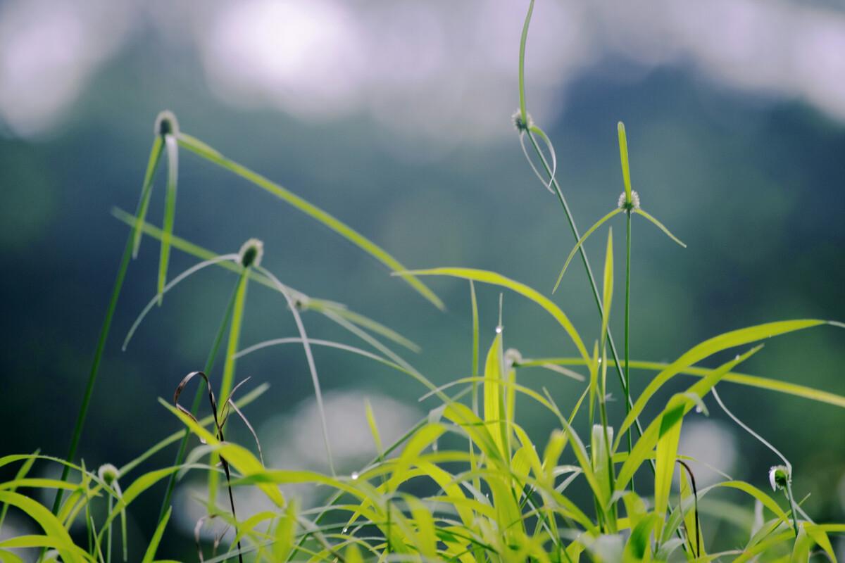 春草经典诗词有哪些（二十首关于春草的诗词）