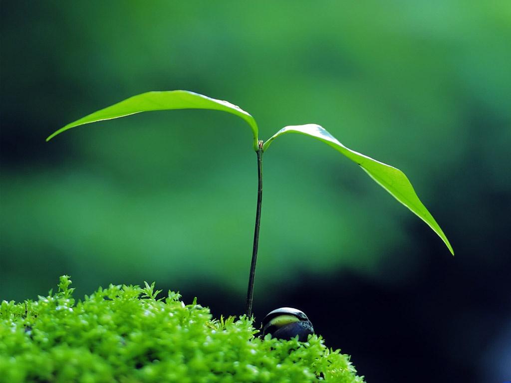 陌上鹅黄初染柳，不禁烟雨袅轻寒（十二首唯美的二月二诗词）