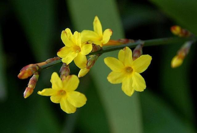 迎得春来非自足，百花千卉共芬芳（十五首优美的迎春花诗词）