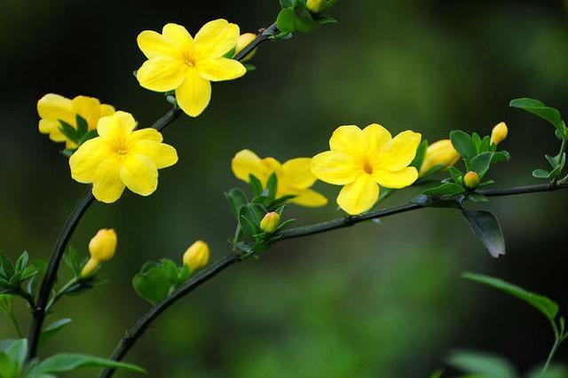 迎得春来非自足，百花千卉共芬芳（十五首优美的迎春花诗词）