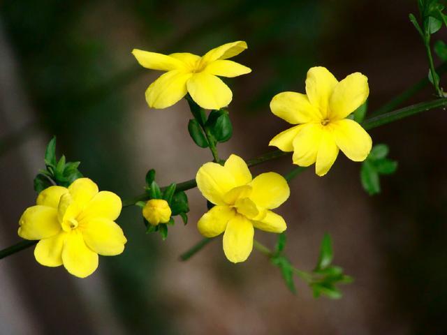 迎得春来非自足，百花千卉共芬芳（十五首优美的迎春花诗词）