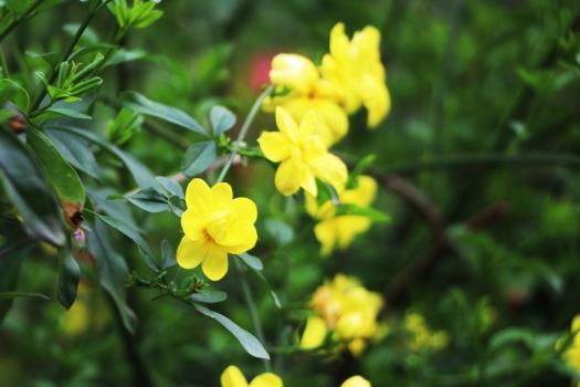 迎得春来非自足，百花千卉共芬芳（十五首优美的迎春花诗词）