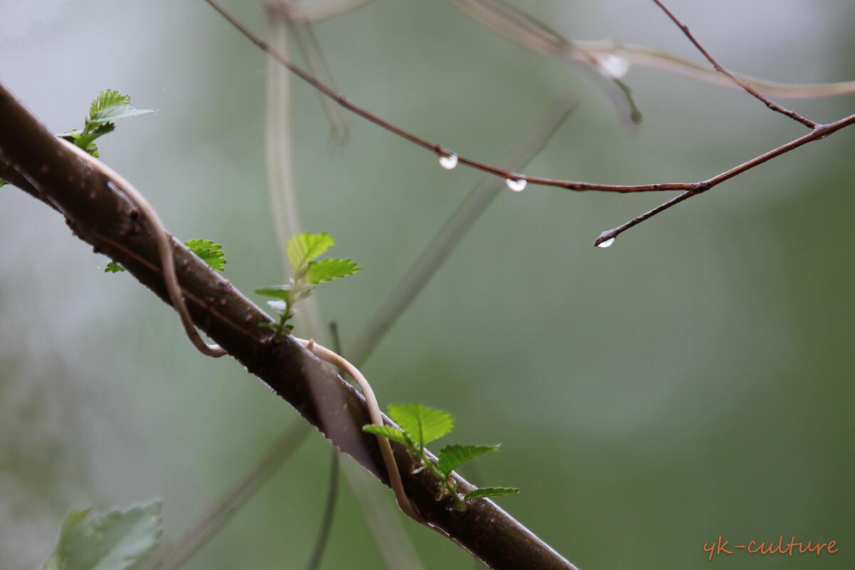 小楼听雨，雨中观花（30句唯美的春雨诗词）