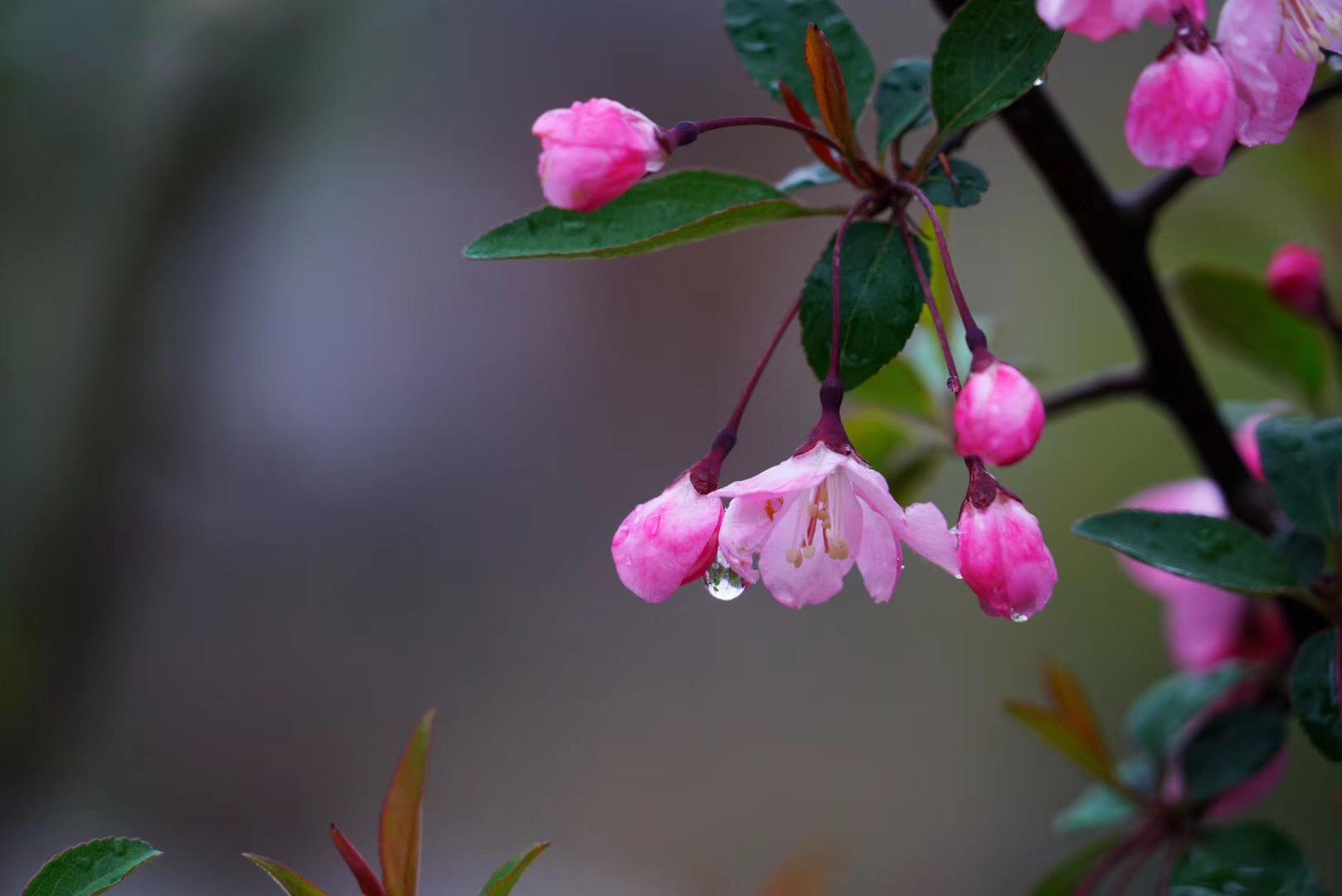 小楼听雨，雨中观花（30句唯美的春雨诗词）