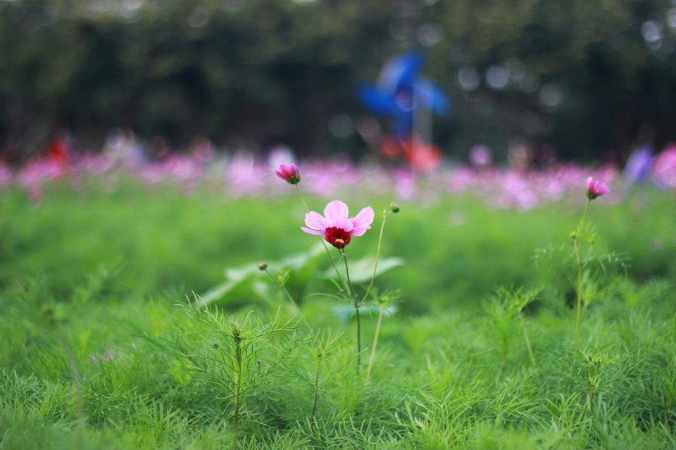 春风拂面，杏花满头（二十首关于春风的诗词）