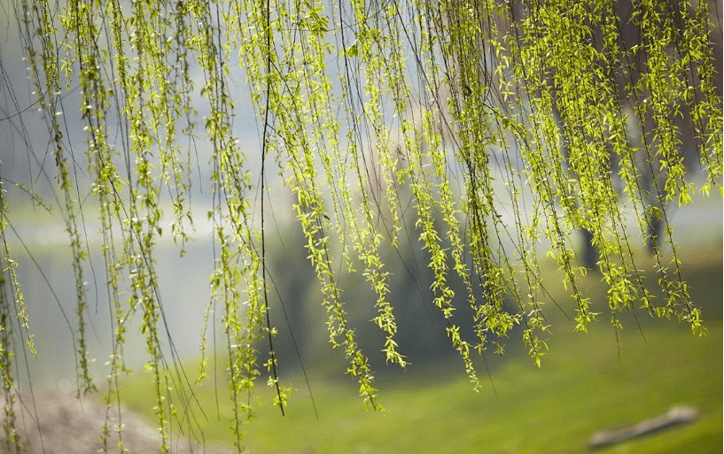 春风拂面，杏花满头（二十首关于春风的诗词）