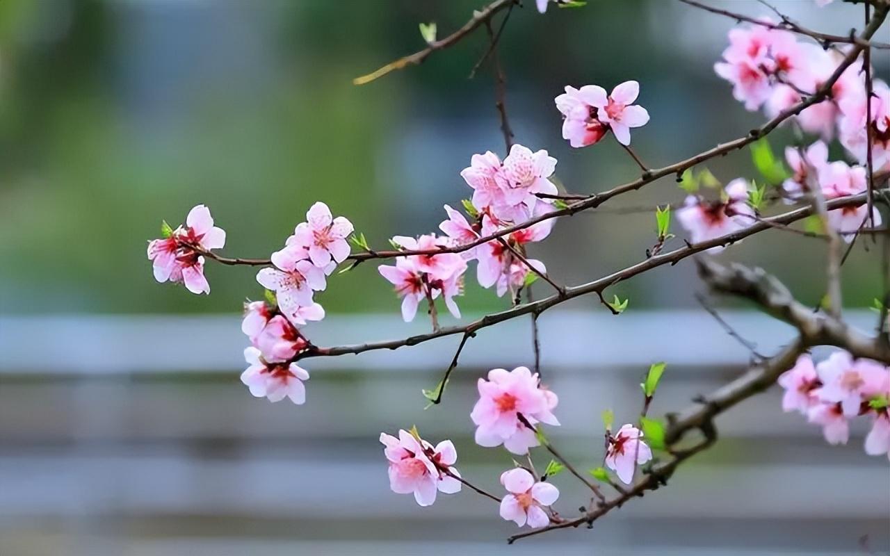 春风拂面，杏花满头（二十首关于春风的诗词）