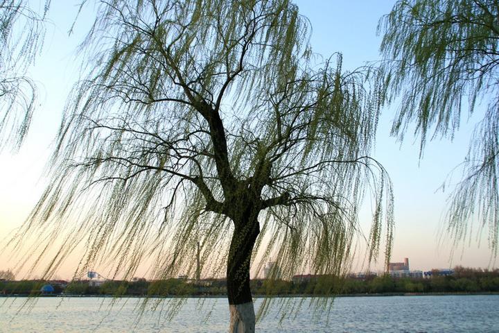 春风拂面，杏花满头（二十首关于春风的诗词）