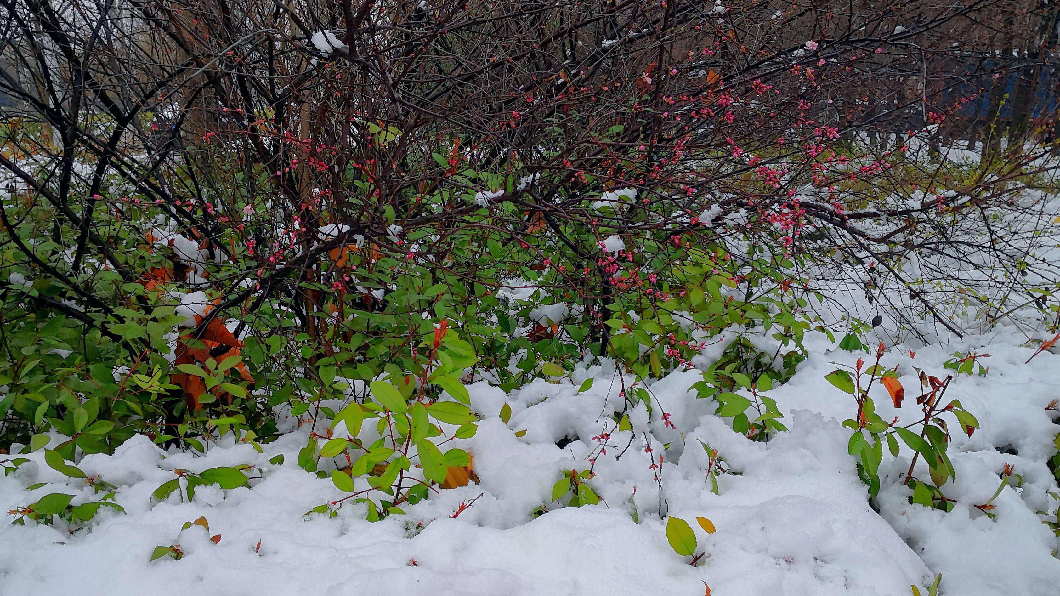 春雪经典诗词句推荐（二十首优美的春雪诗）