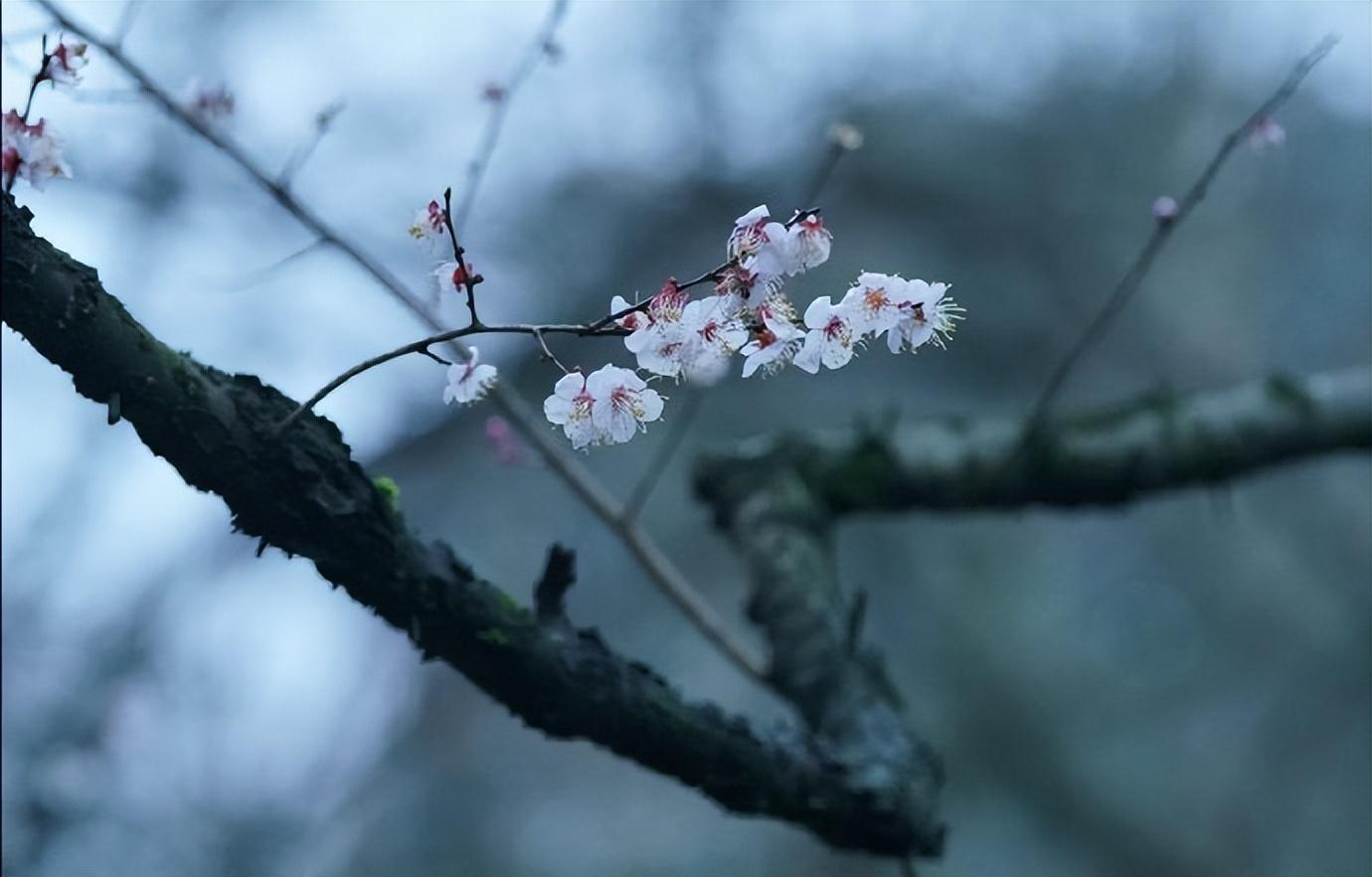 苍松错错落落，桃花灼灼盈盈（张含的十首经典古诗）