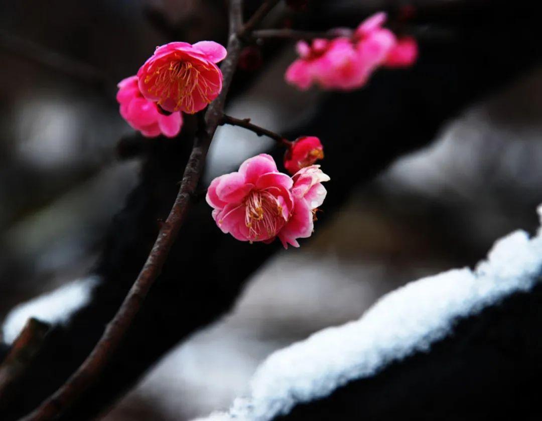 雪后黄昏瘦影斜，独有红梅冒雪开（二十首咏红梅的诗词）