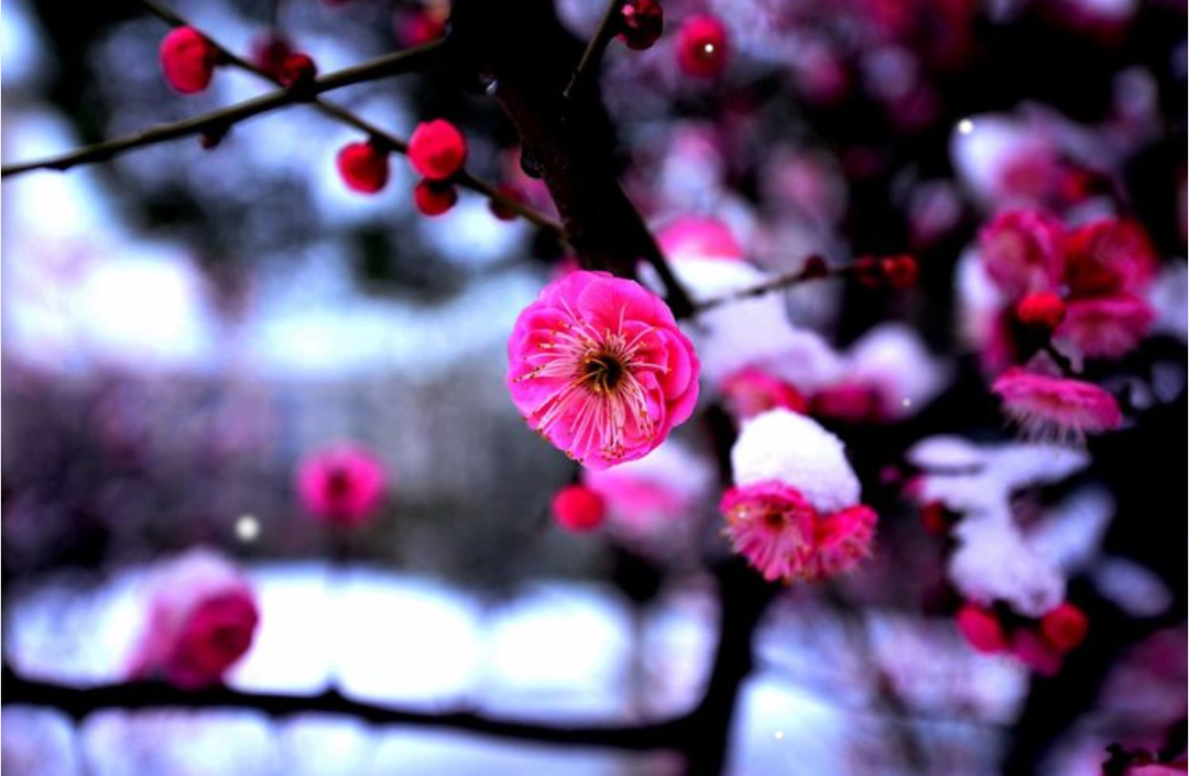 雪后黄昏瘦影斜，独有红梅冒雪开（二十首咏红梅的诗词）