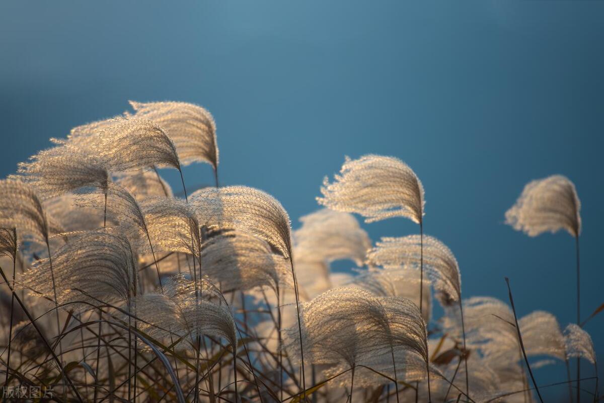 折芦花以赠远，零落一身秋凉（关于芦苇的经典诗词）