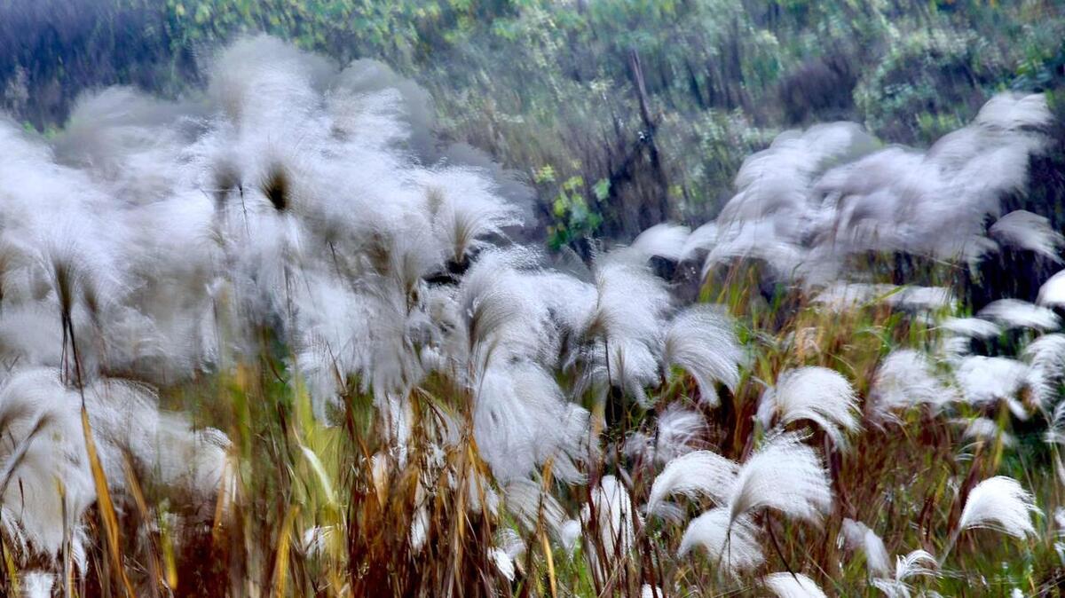 折芦花以赠远，零落一身秋凉（关于芦苇的经典诗词）