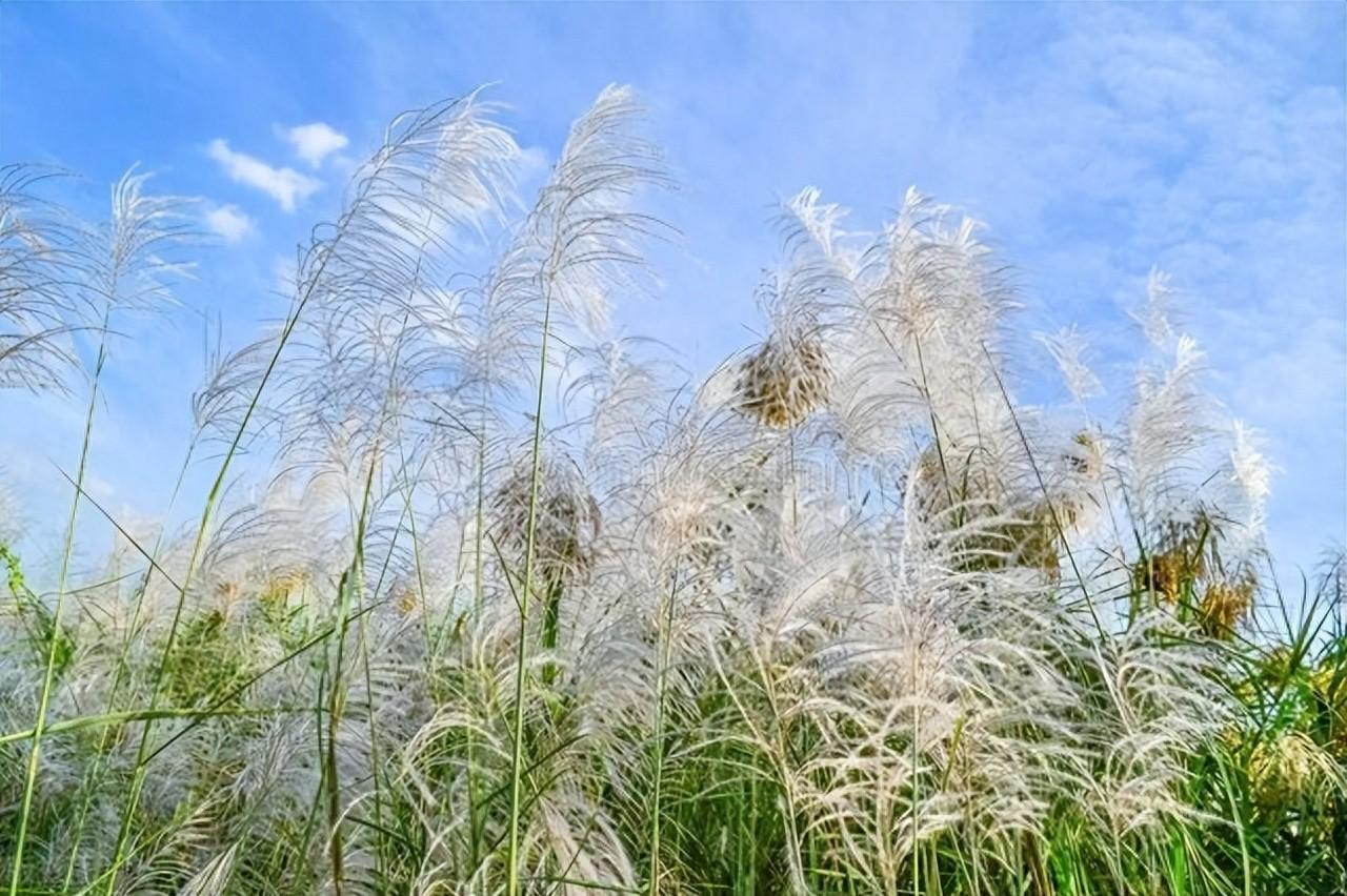 折芦花以赠远，零落一身秋凉（关于芦苇的经典诗词）