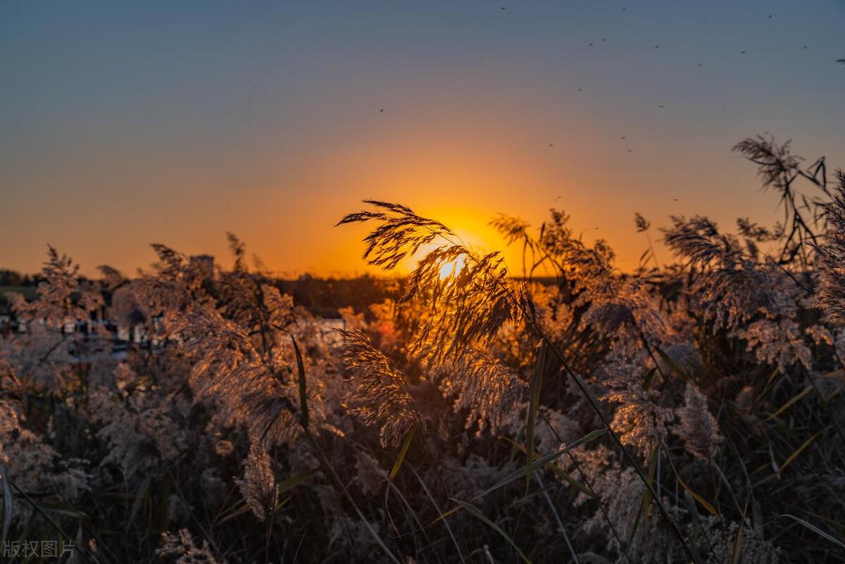 折芦花以赠远，零落一身秋凉（关于芦苇的经典诗词）