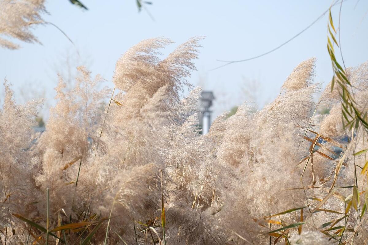 折芦花以赠远，零落一身秋凉（关于芦苇的经典诗词）