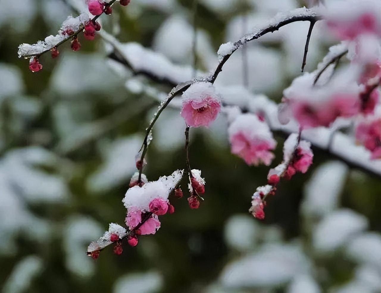 梅花落诗词名句有哪些，十五首《梅花落》